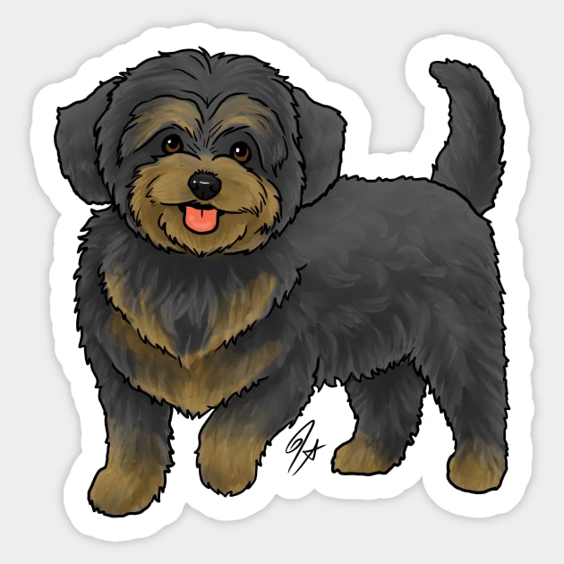 Maltipoo black and tan discount
